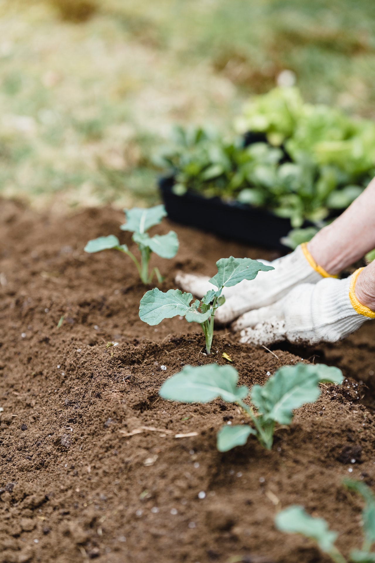 Image of woman planting leafy greens in a garden bed.