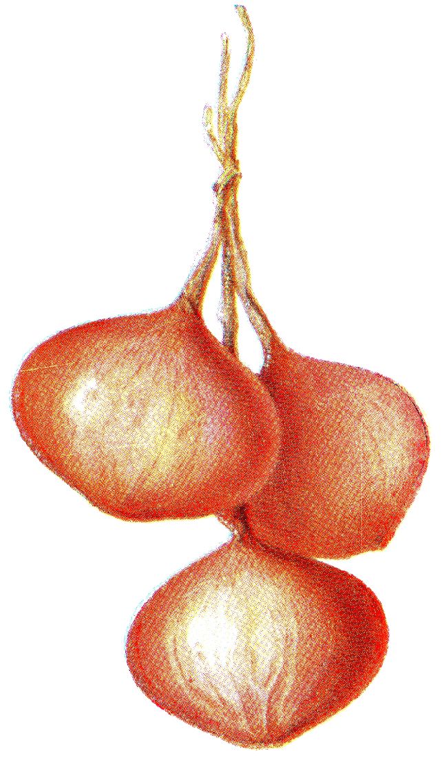 illustration of yellow onions