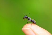 ant on fingertip