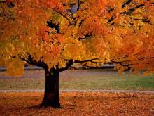 maple tree with orange leaves